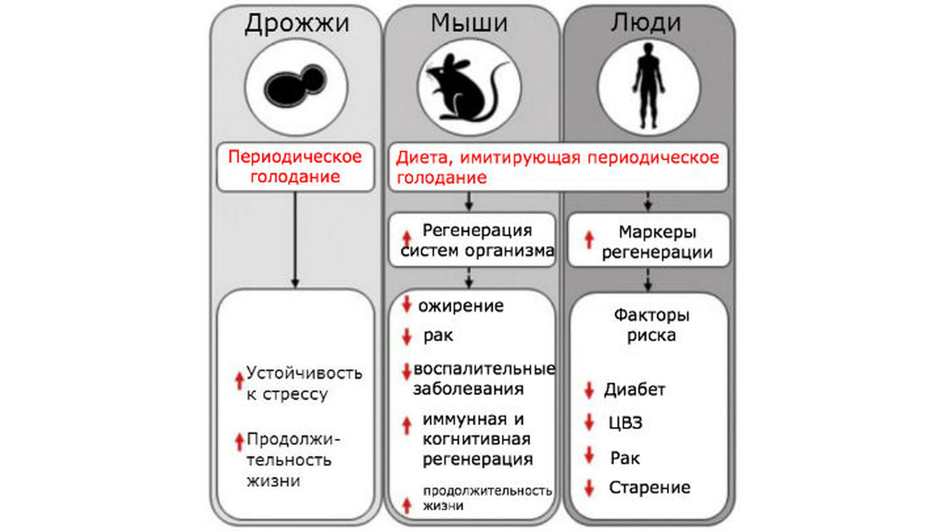 Диета голодание вальтер лонго имитирующая в домашних условиях Диета голодание вальтер лонго имитирующая в домашних условиях