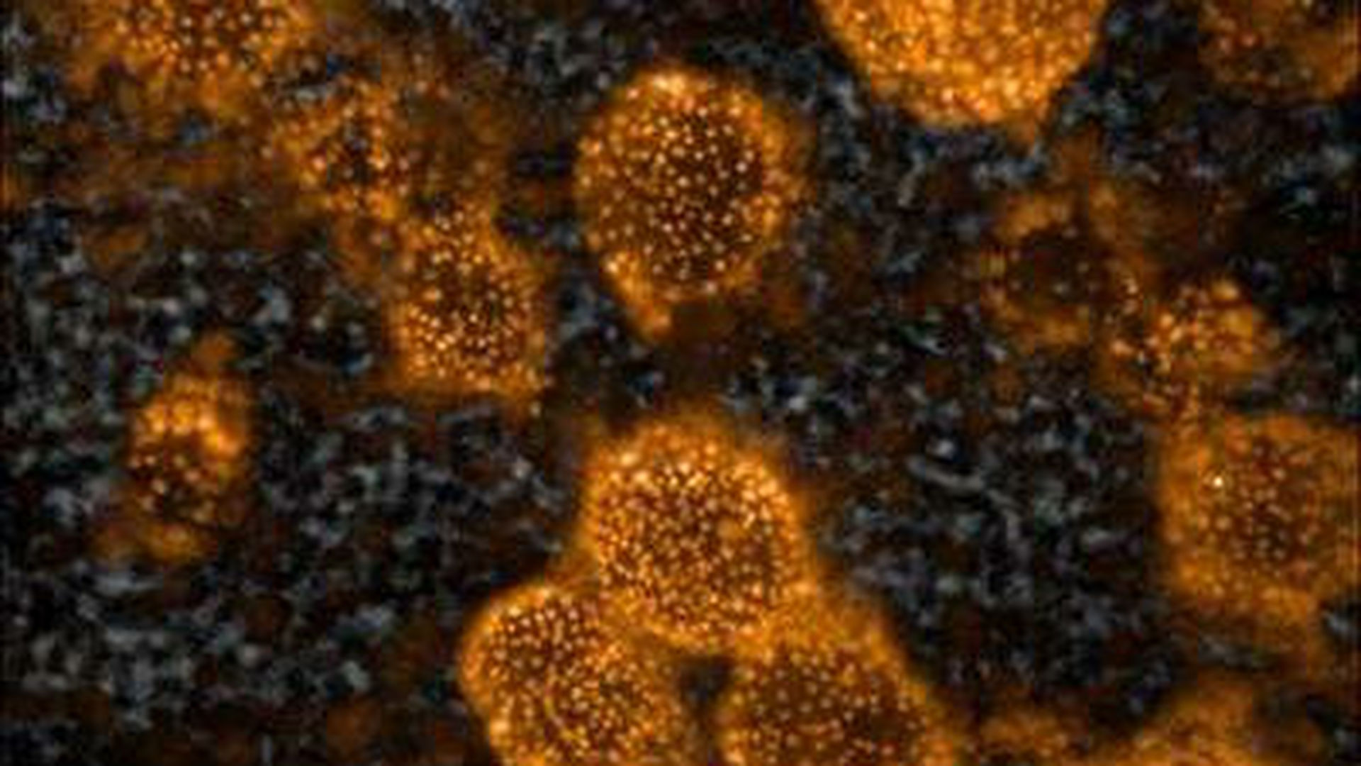 Стволовые клетки печени. Стволовые клетки микрофотография. Клетки печени микрофотография. Стволовые клетки печени мыши.