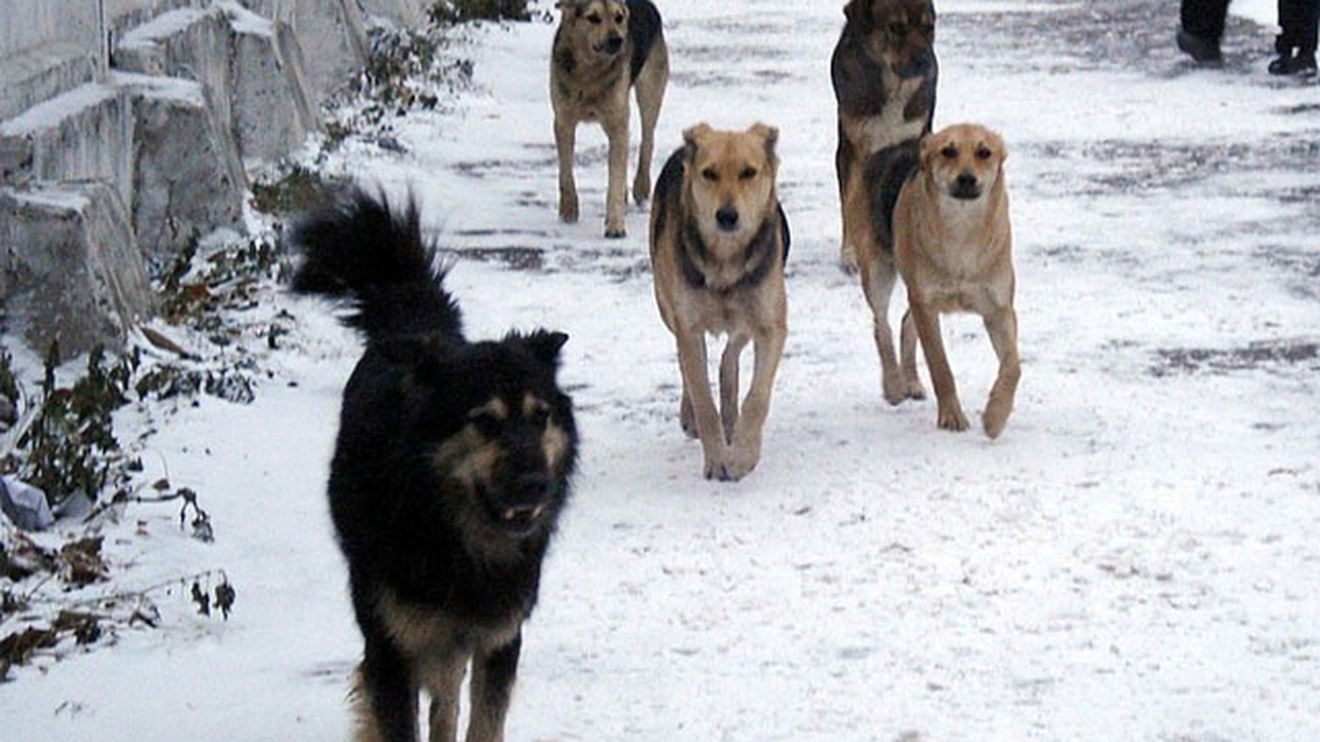 Стая бродячих собак в Красноярске