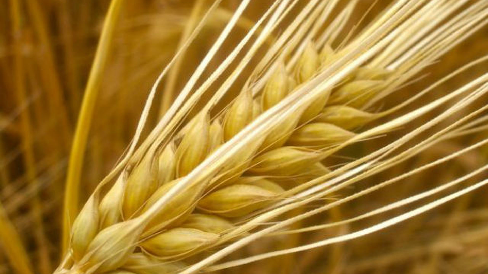 лист пшеницы фото
