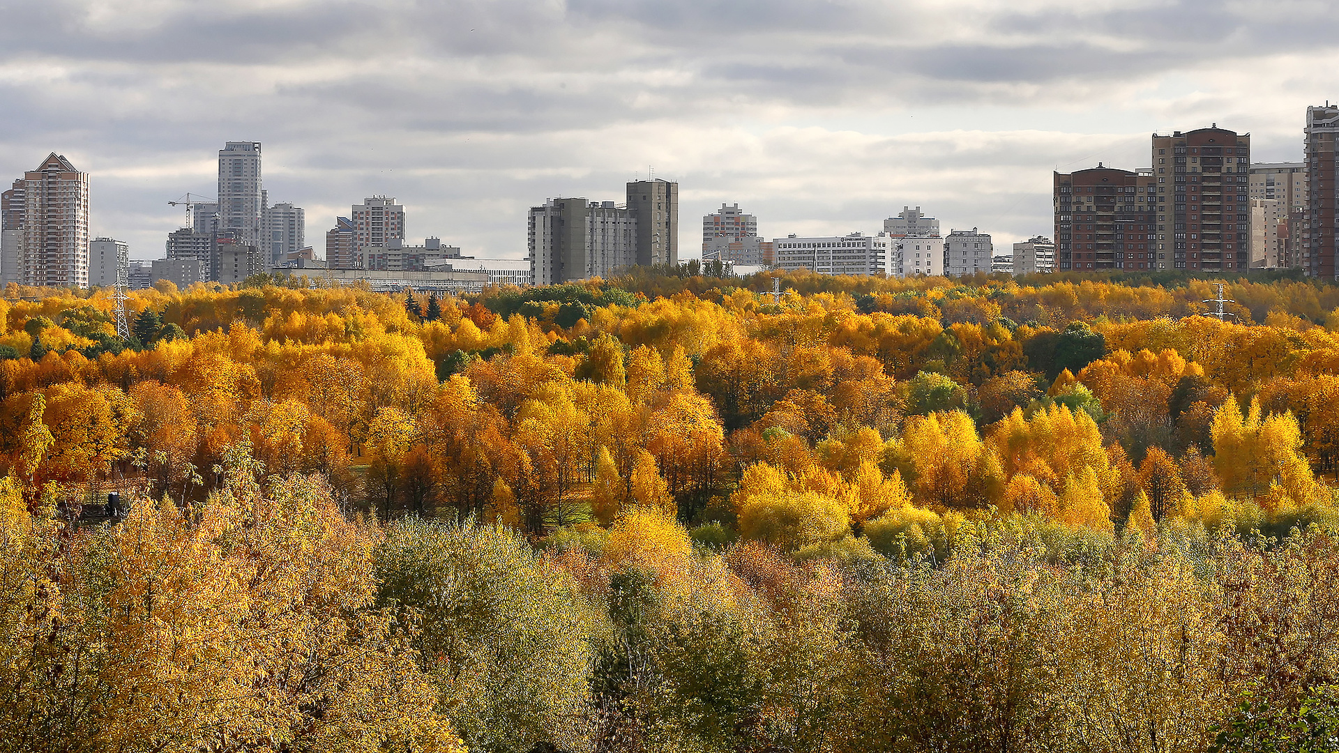 Московская область ноябрь. Деревья Юго-Запад. Времена года на Юго-Западной.