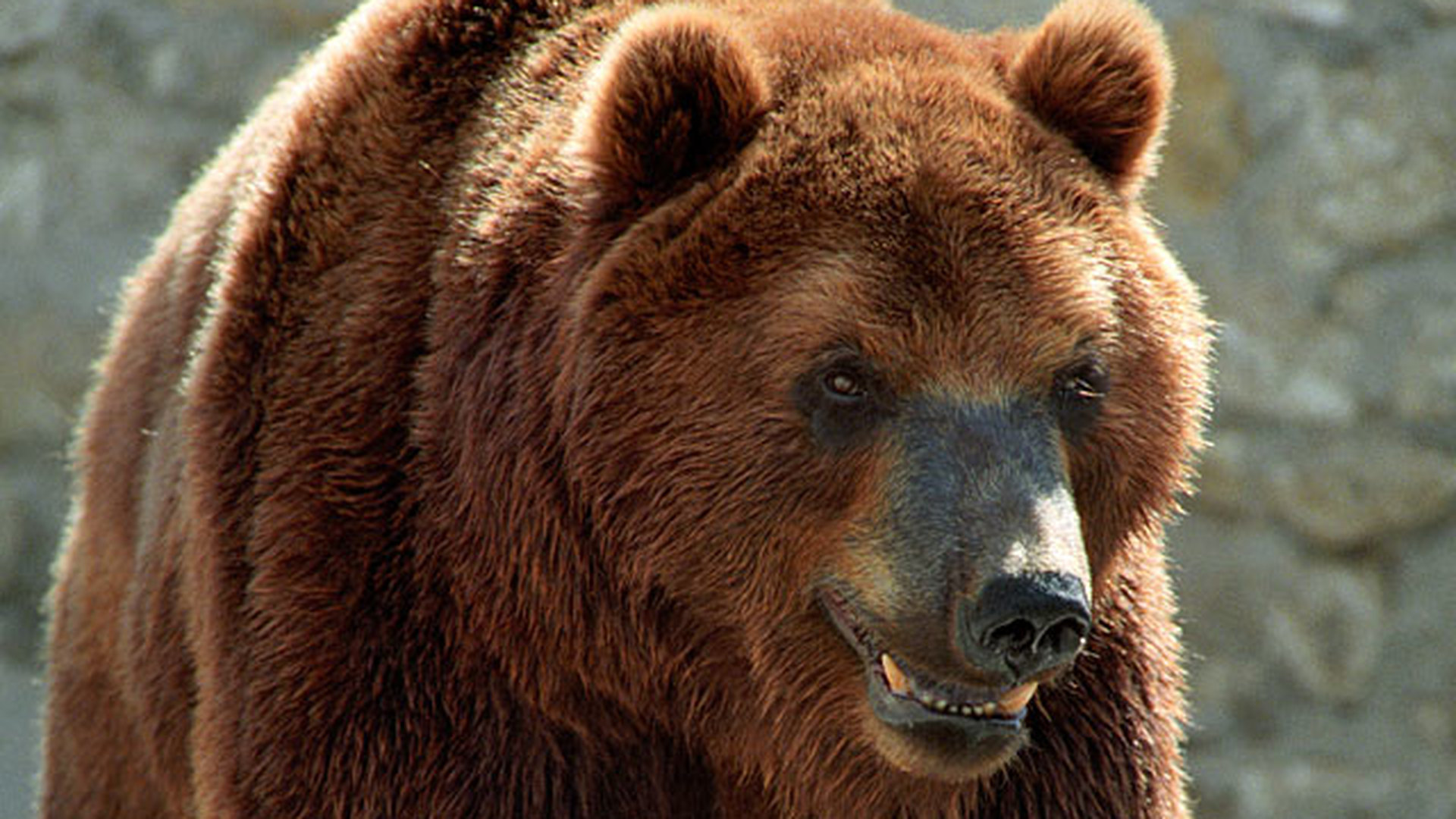 В Караидельском районе медведь задрал 2 человек