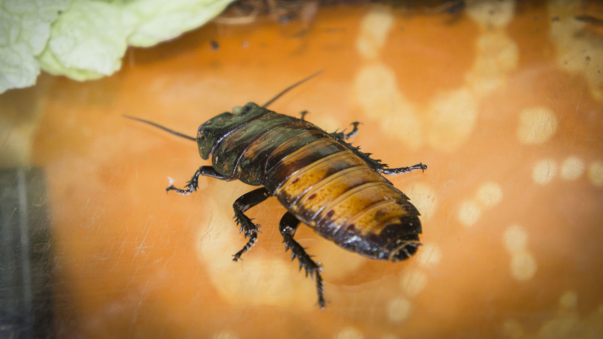 Биороботы насекомые таракан
