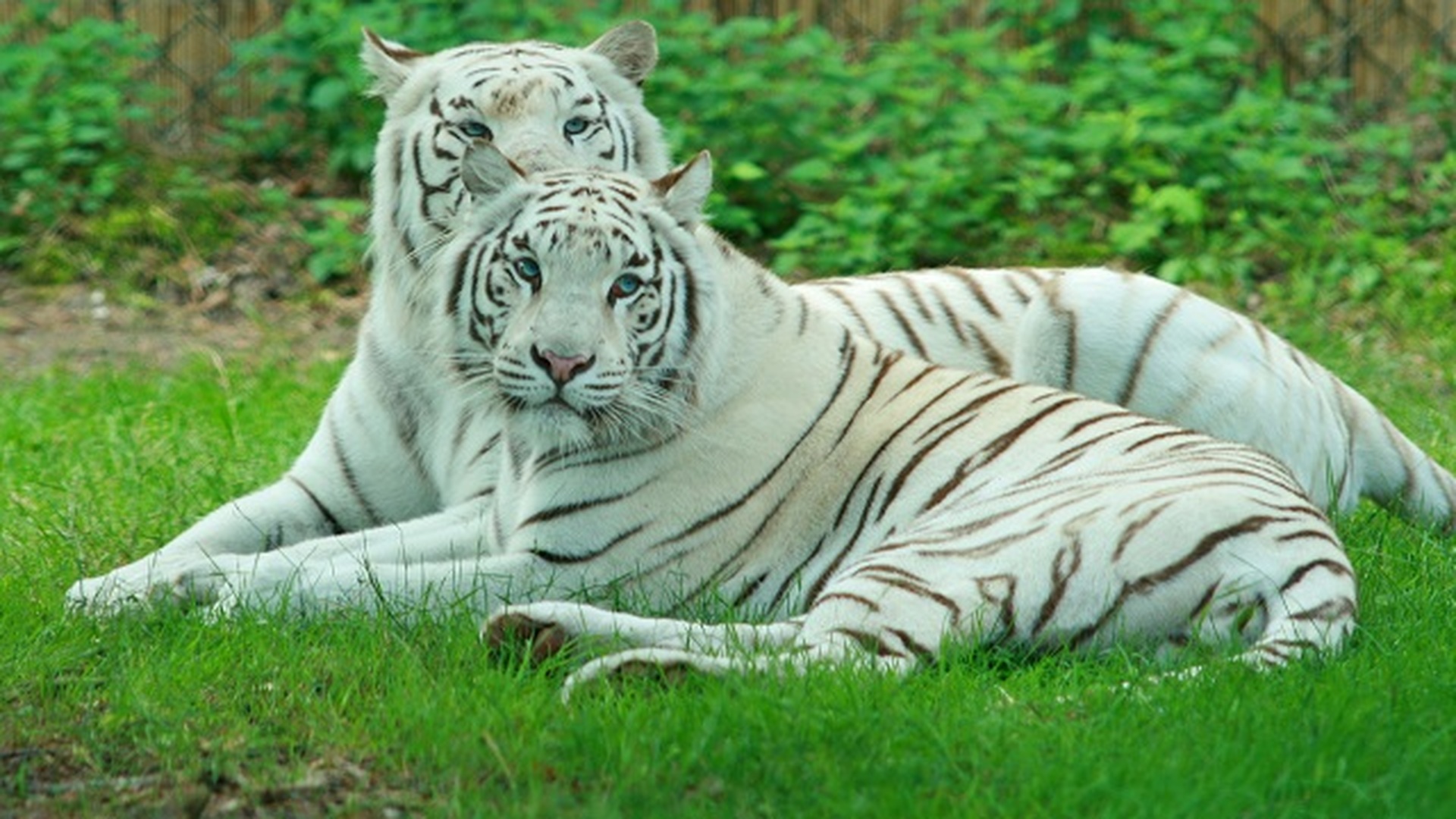 Белый тигр самка