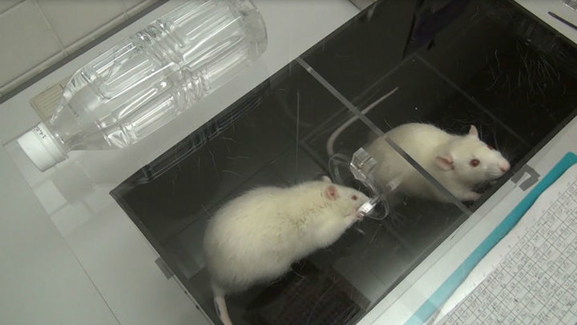 Можно ли крысам воду. Лабораторная крыса. Эксперимент с белыми крысами. Открытое поле для крыс. Эксперимент с крысами в воде.