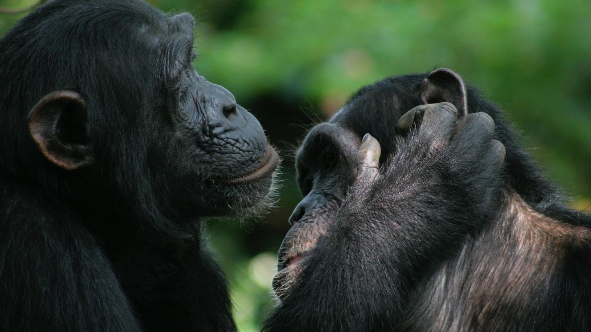 Шимпанзе и бонобо могут понимать жесты друг друга.