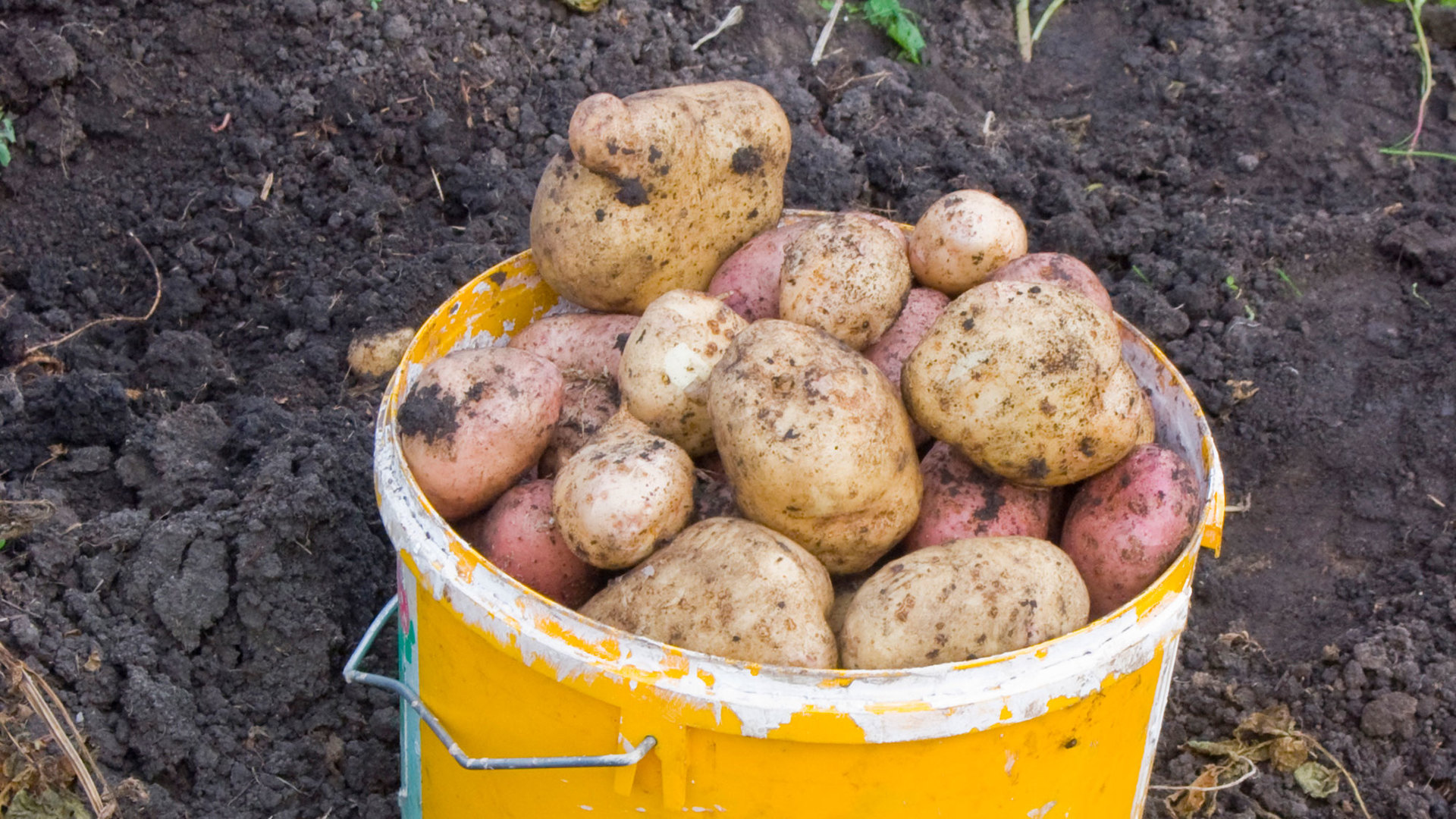 Как подарить картошку. Картофель в ведре. Картошка в огороде. Ведро молодой картошки. Урожай картошки.
