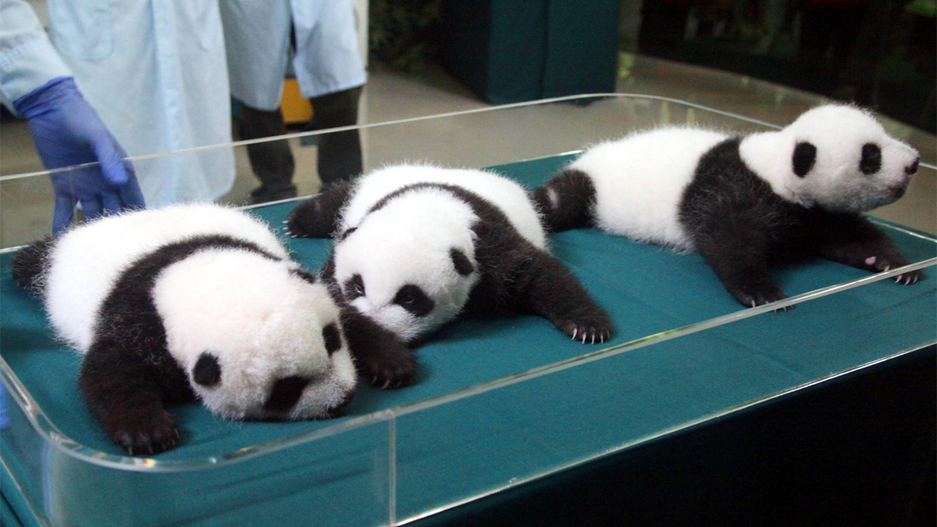 Живые панды в россии. Панда Живая. Мама Панда. Панда мама и малыш. Панда для детей Живая.