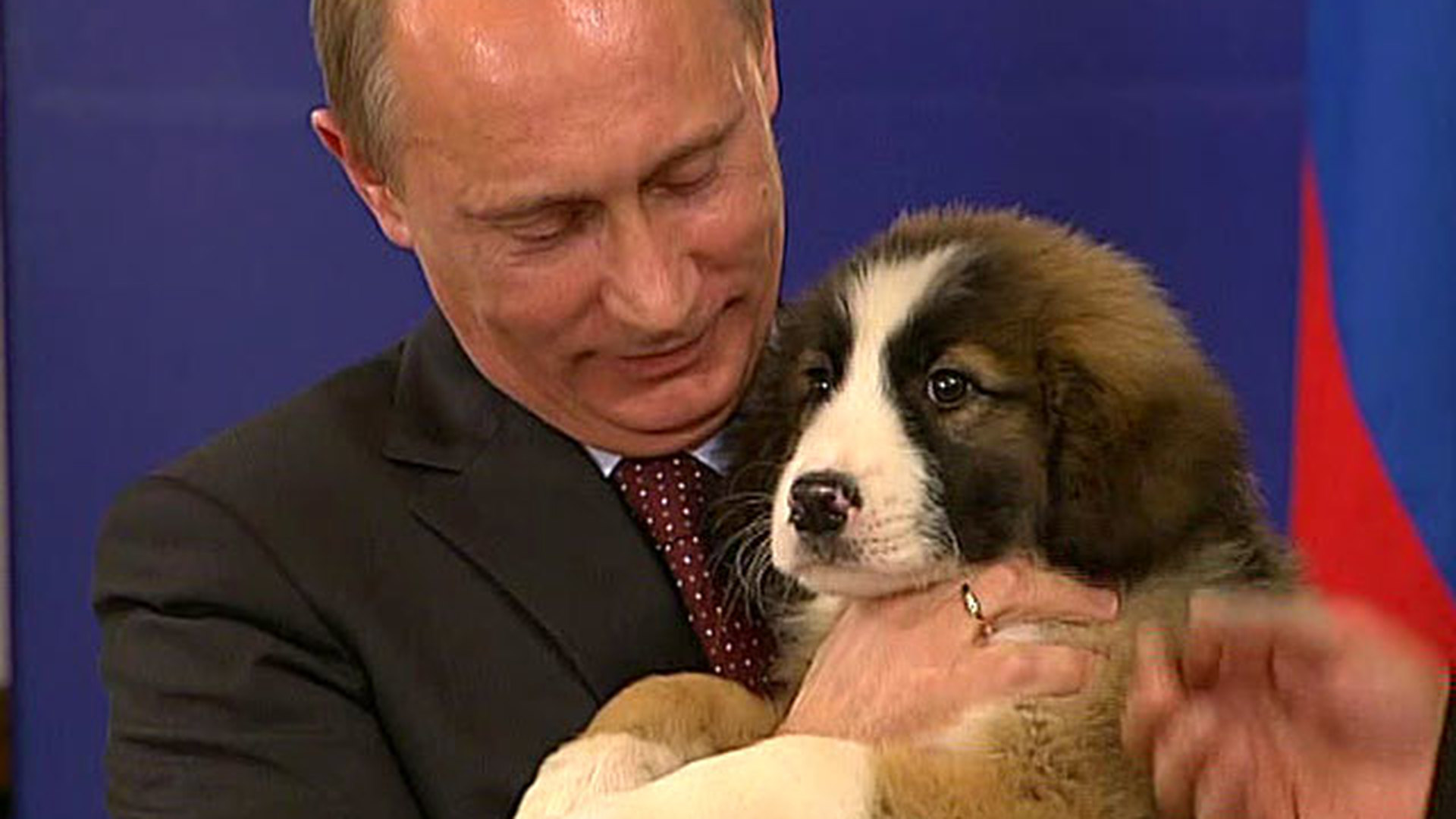 Собака Путина алабай