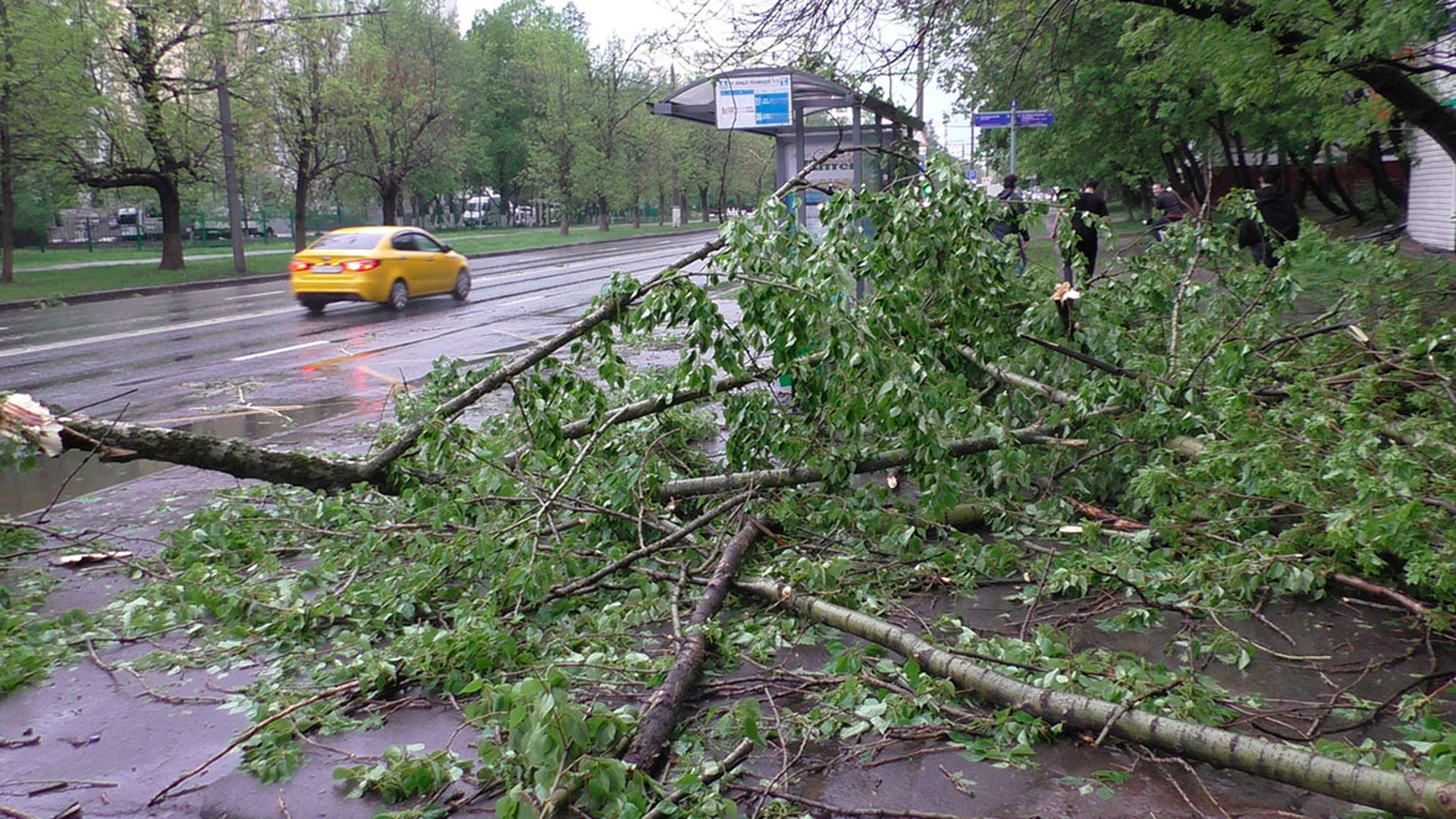 Падают деревья в Москве