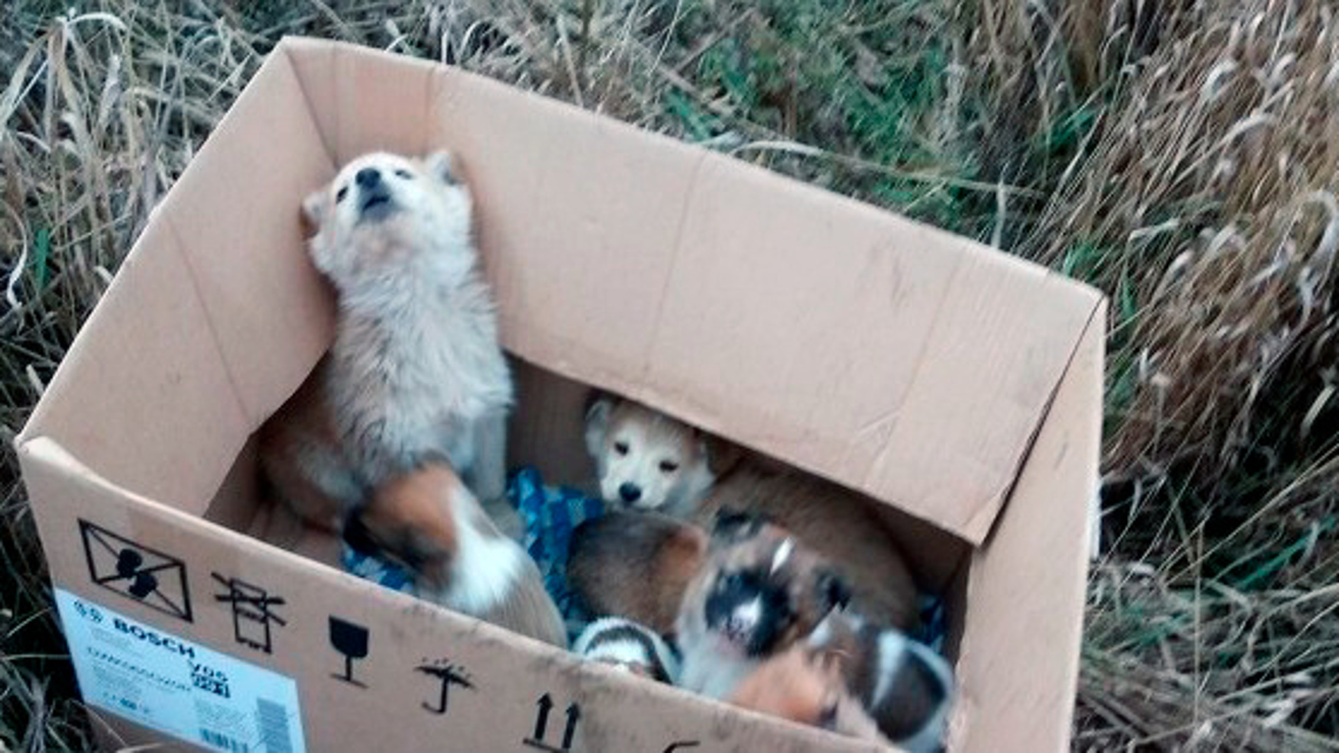 Коробка с щенками