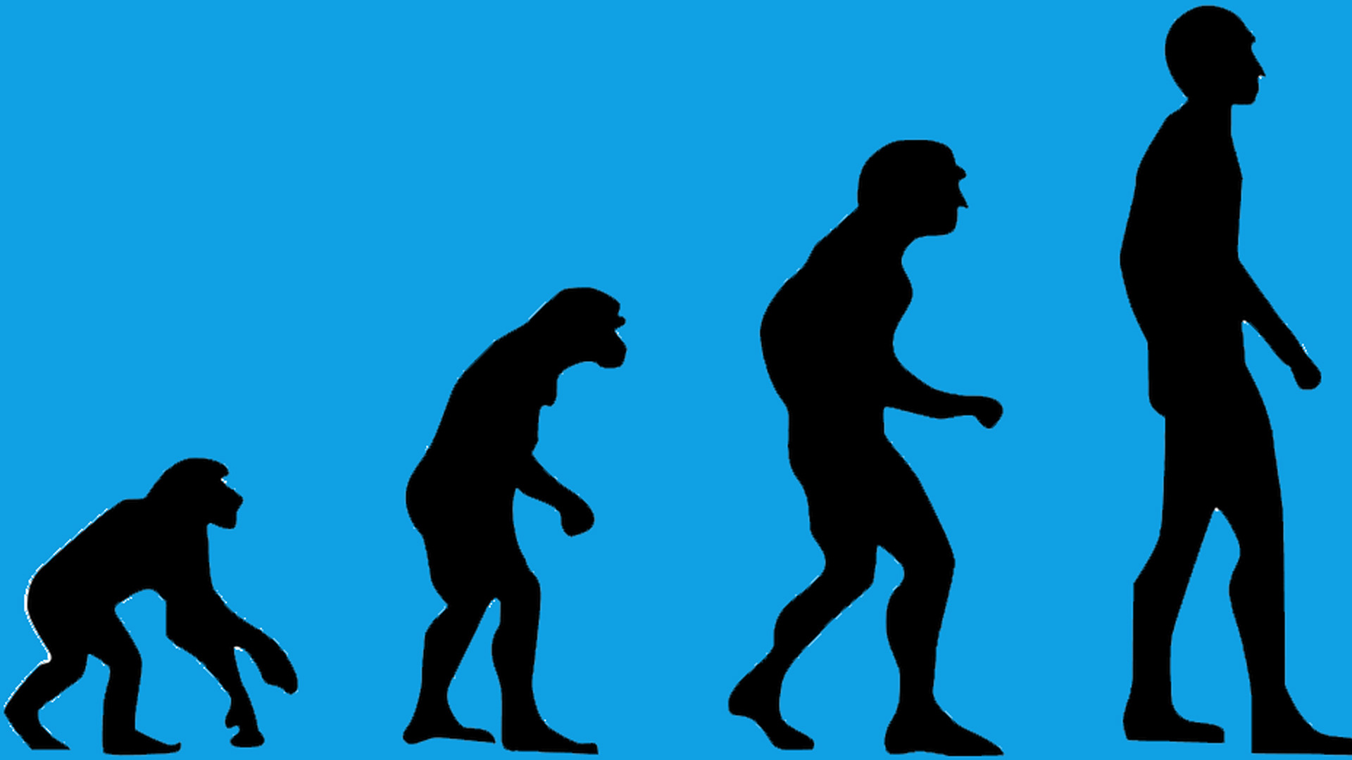 Как появился человек для детей. Прямохождение Эволюция. Эволюция Дарвина. Теория Дарвина о эволюции человека. Эволюция картинки.