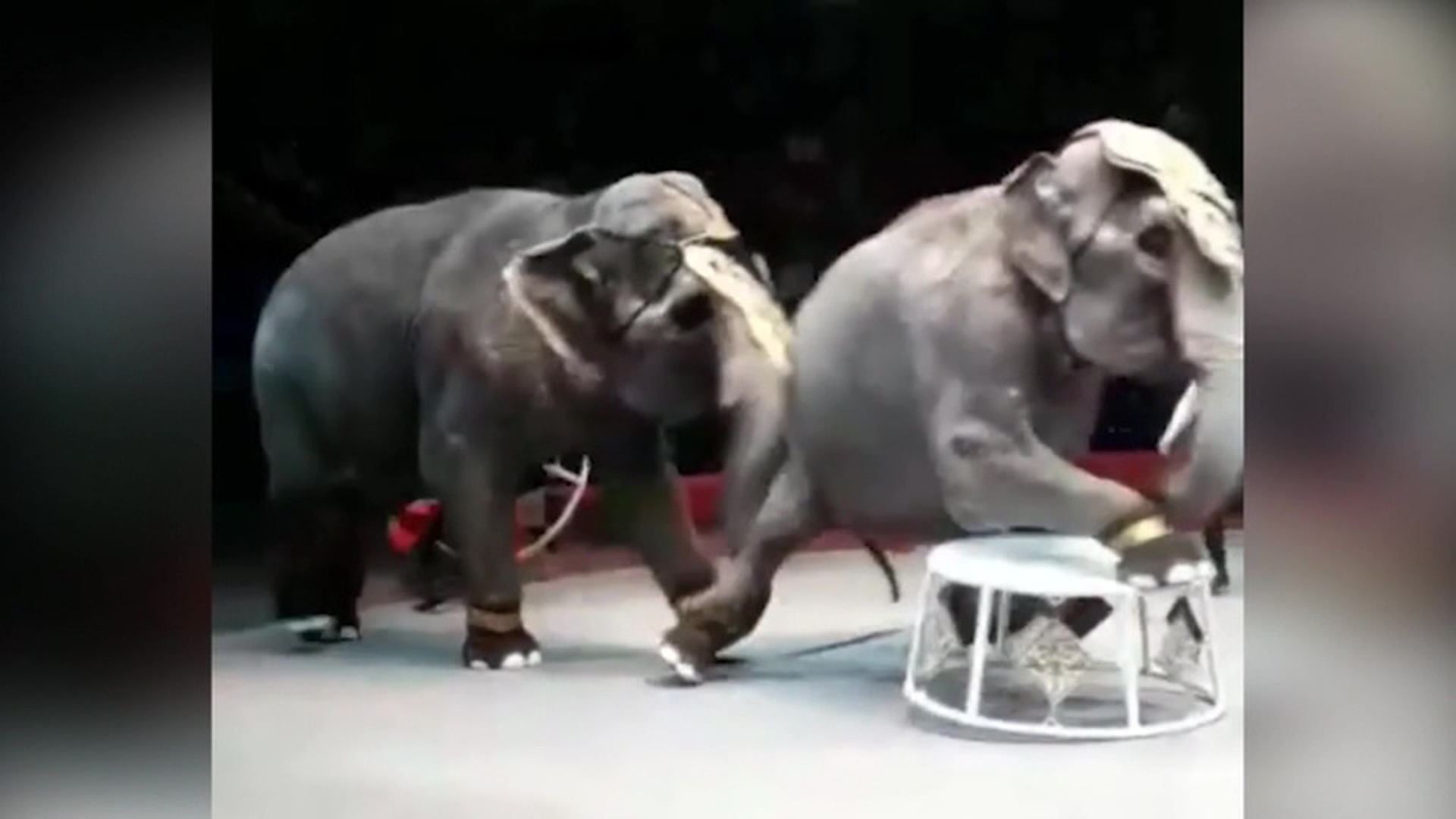 Слоны подрались в Казанском цирке