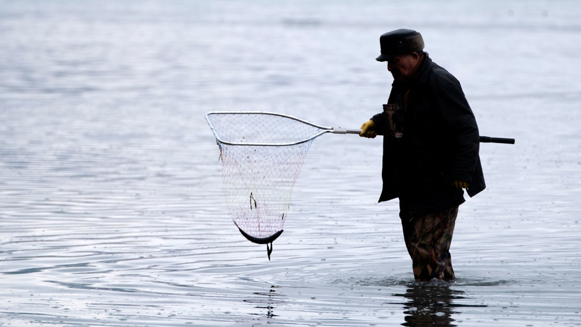 Ловила рыбу сачком. Собирание рыбы. Рыба в сачке на берегу. Селедка на Сахалине ловля руками. Рыбаки ловят сельдь.