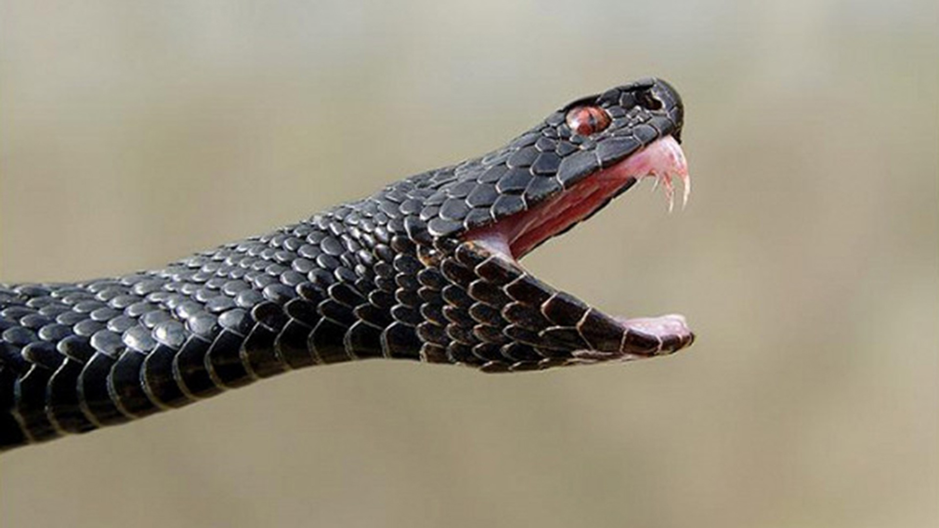Может ли змея укусить. Змея гадюка ядовитая. Гадюка Никольского (Vipera nikolskii). Гадюка Динника. Укус гадюки обыкновенной.