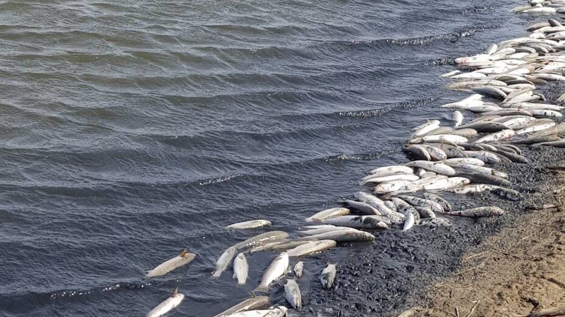 Гибнущее озеро. Рыба в реке Исеть Екатеринбург. Мор рыбы. Мертвая рыба на берегу.