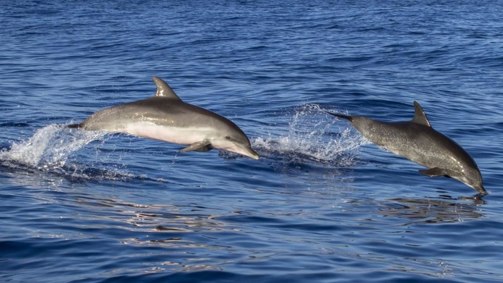 Дельфин Азовка в Азовском море