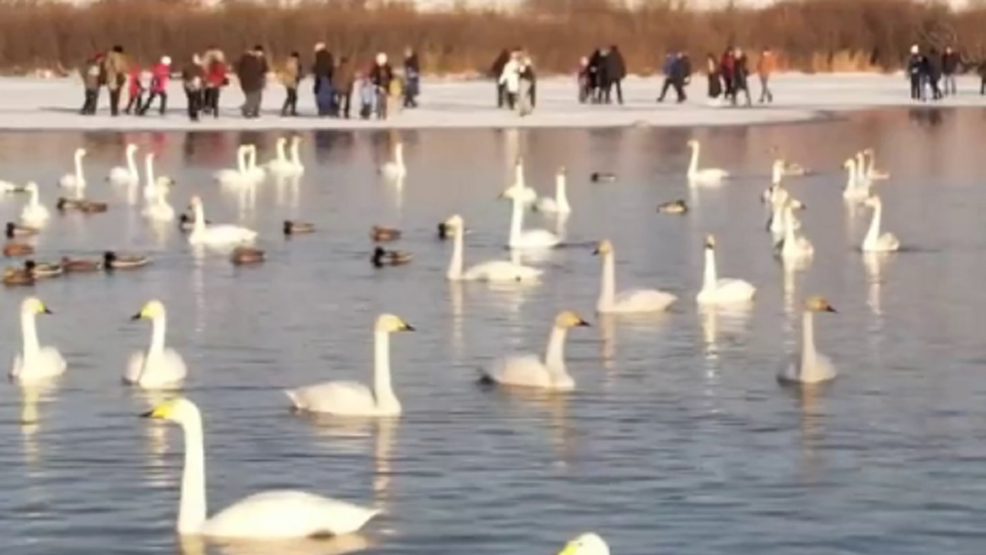 Озеро светлое лебеди