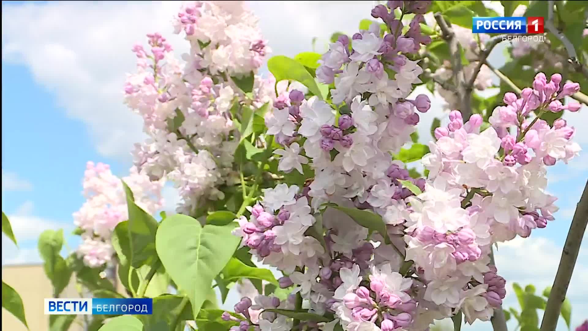 Международный день сирени картинки