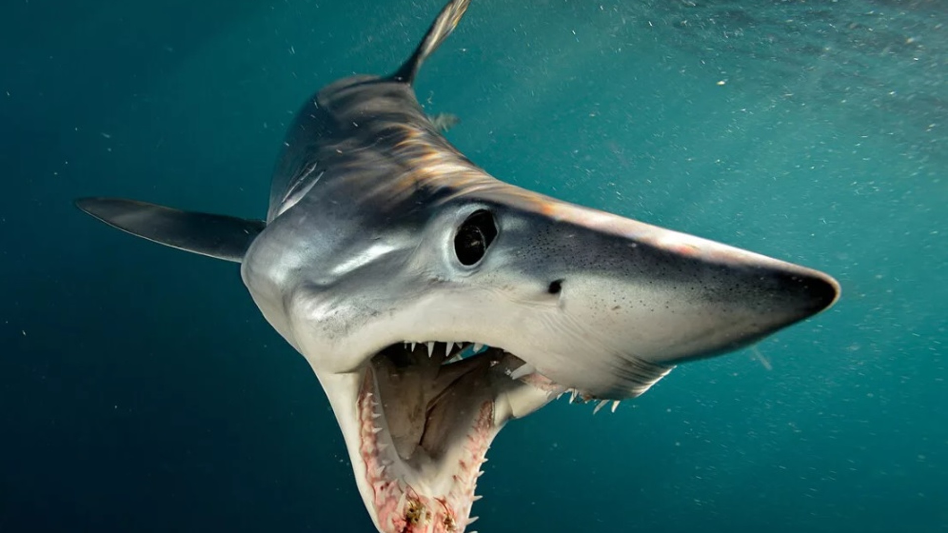 Самая опасная акула в мире