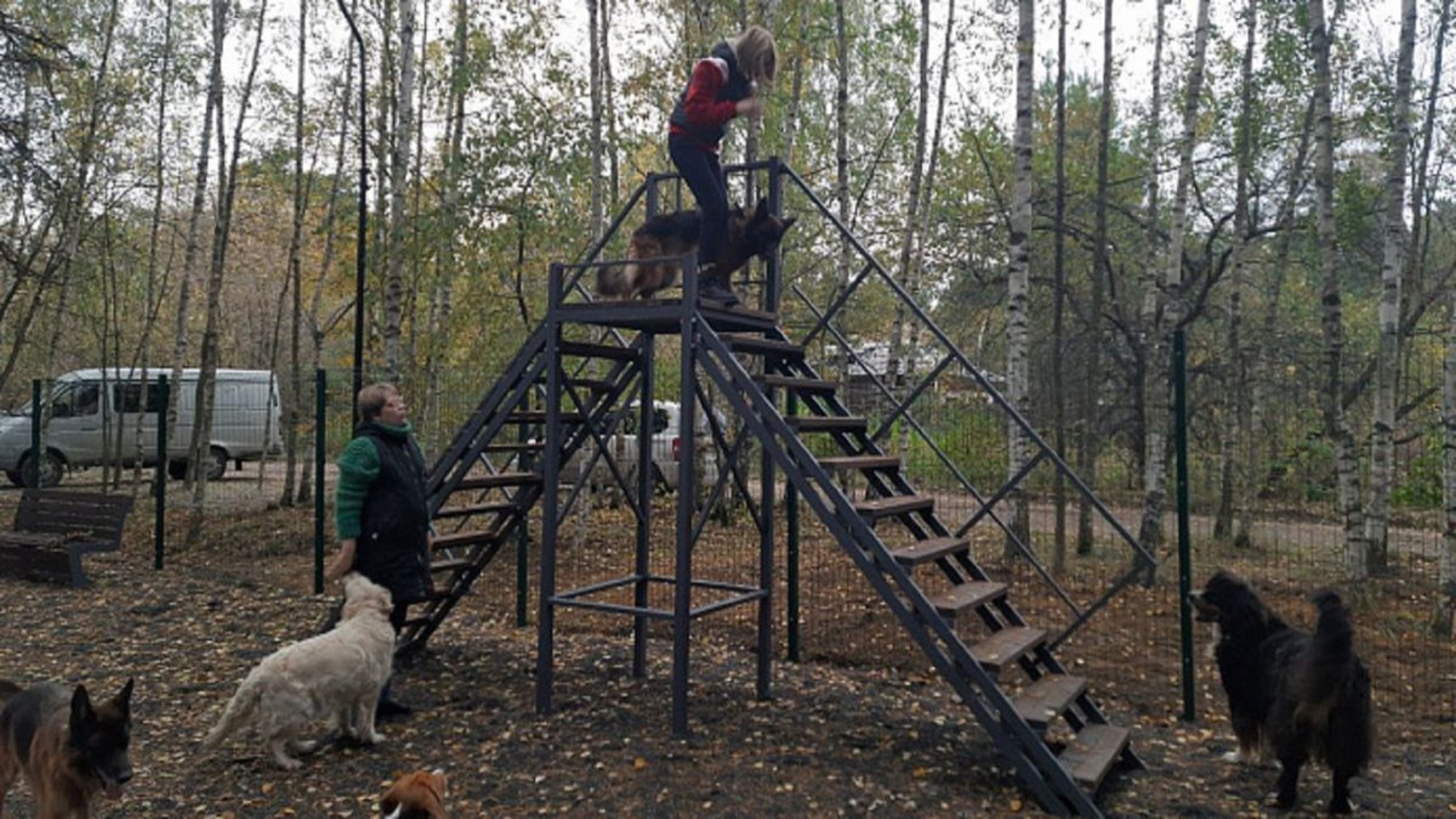 Собак ярославль. Площадка для выгула собак. Собачьи площадки в Европе. Площадка для выгула собак Москва. Фотосессия с собакой на собачьей площадке.