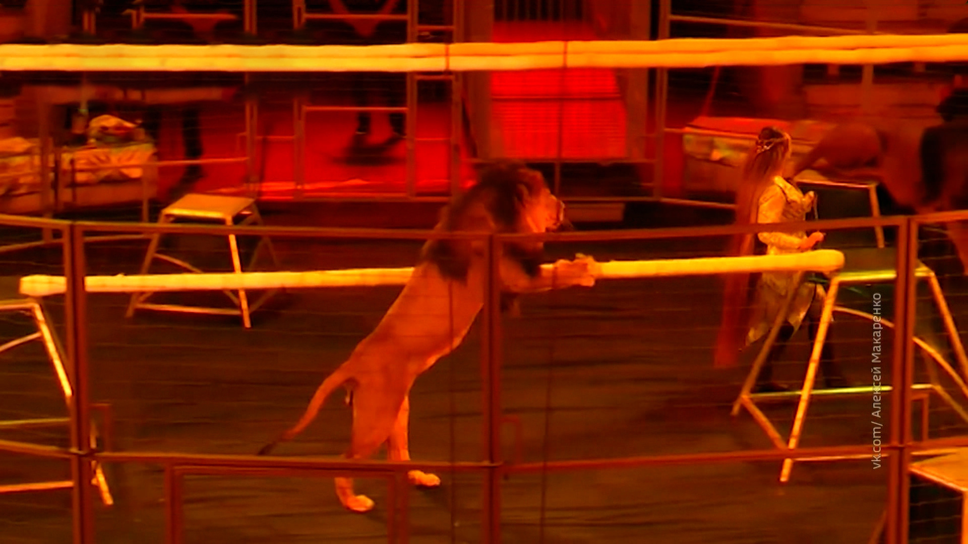 лев в цирке фото