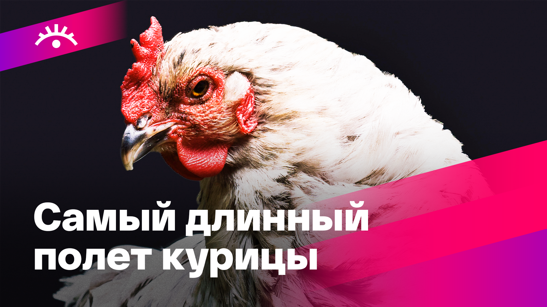 Полет курицы. Куры на балконе. Курица на дереве. Страус летает. Летающие петы.