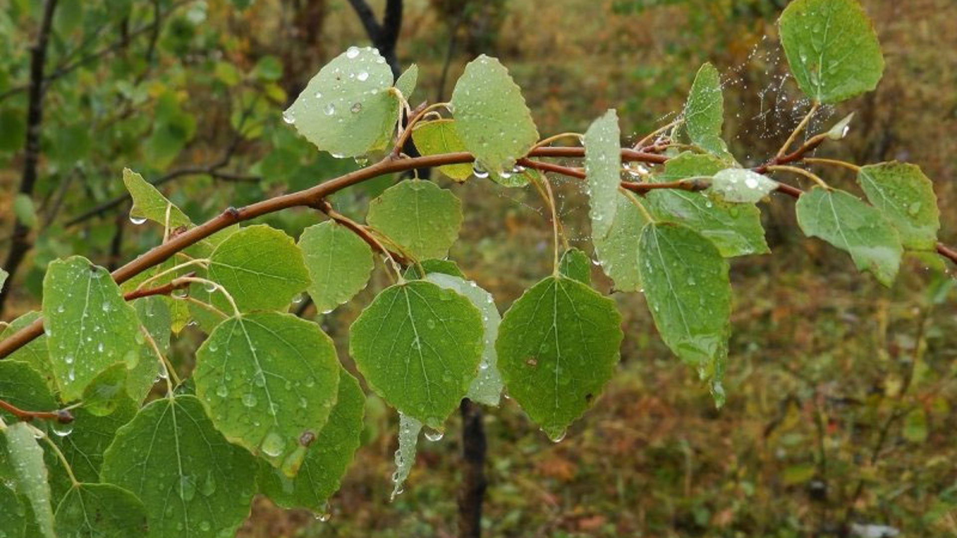 Листья тополя фото весной