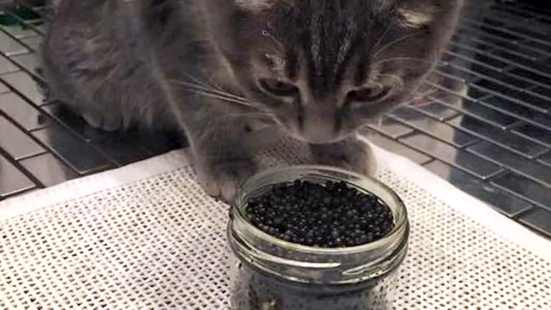 Коты едят черную икру