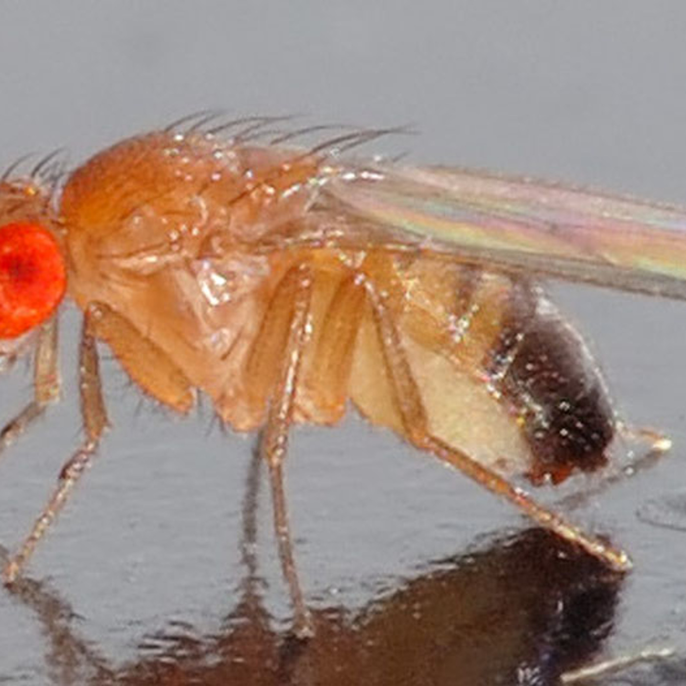 Муха попала. Муха Goniurellia. Жук дрозофил. Плодовая мушка дрозофила Drosophila melanogaster. Дрозофилы спариваются.