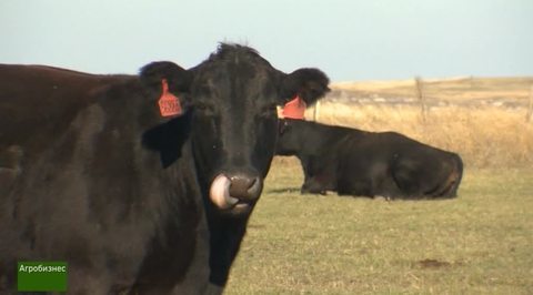 Агробизнес. Эфир от 13.11.2016