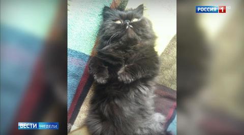 Из всех животных Скрипалей выжил лишь кот из России