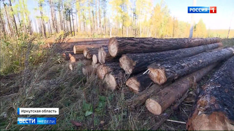 Теперь лес крадут по-новому