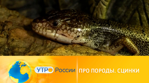 Утро России. Про породы: сцинки