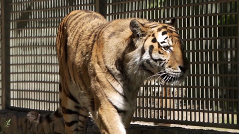 Диалоги о животных. Новосибирский зоопарк. Серия 12