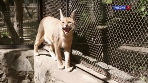 Диалоги о животных. Новосибирский зоопарк. Серия 14