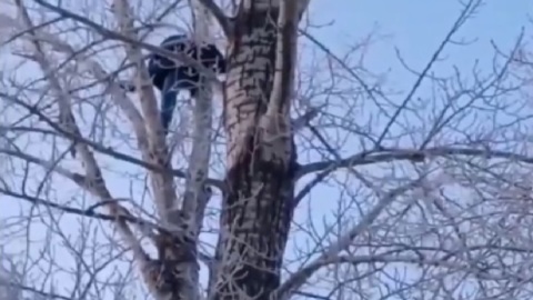 ЧП. В Омске мужчина изнасиловал дочь сожительницы и забрался на дерево