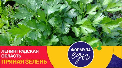 Формула еды. Ленинградская область. Пряная зелень
