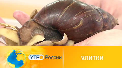 Утро России. Улитки и мухи против органических отходов