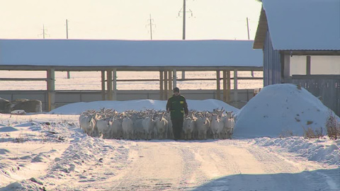 Сенат. Кукловоды Бучи, поддержка IT и детский отдых