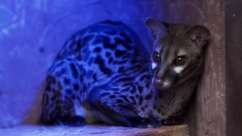 Диалоги о животных. Зоопарк Нижнего Новгорода "Лимпопо". Серия 11