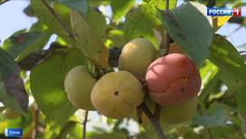 В Краснодарском крае планируют собрать внушительный урожай киви, хурмы и фейхоа
