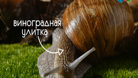 Эфир от 09.01.2018 1