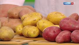 Рубрика "Продукт дня": картофель
