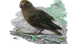 Неожиданный Геракл: в Новой Зеландии найдены останки вымершего попугая-гиганта