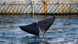 "Китовая тюрьма" в Приморье опустела