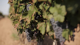 В России увеличат площадь виноградников