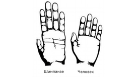 Руки людей оказались гораздо примитивнее конечностей шимпанзе