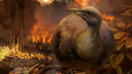 Что помогло предкам современных птиц пережить астероидный "апокалипсис"?