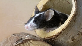 Российские генетики создали мышей без аллергии